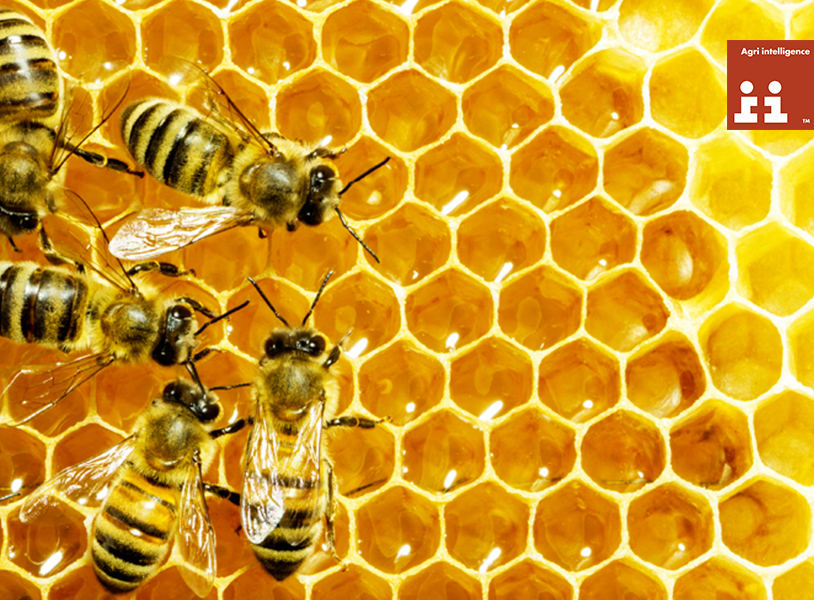 Sprijinul sectorului apicol, in atentia Comisiei Europene!  %Post Title