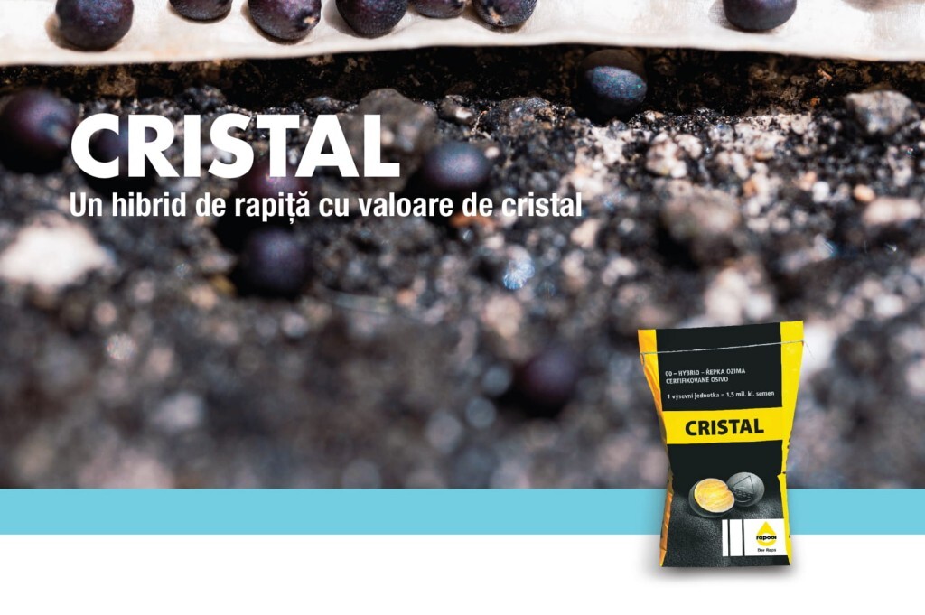 CRISTAL (RAPOOL), hibrid de rapita cu o valoare de...cristal!  %Post Title