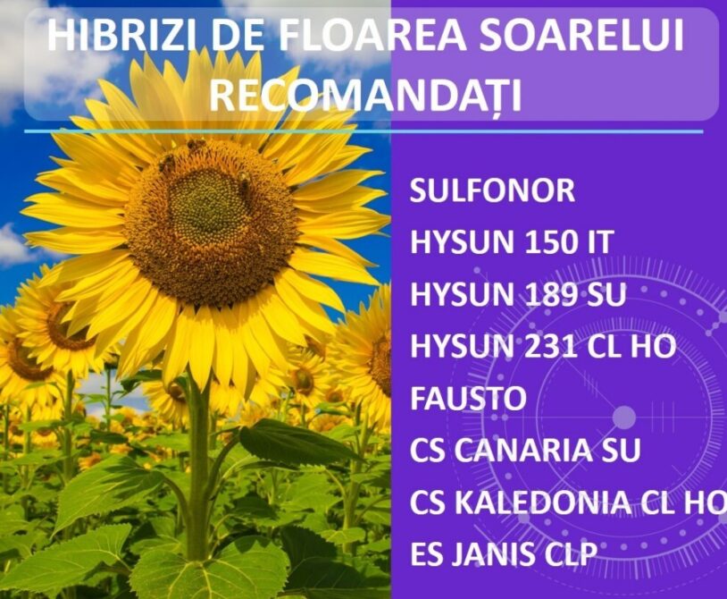 Alegeti hibrizii de floarea-soarelui din portofoliul de seminte Atlas!  %Post Title