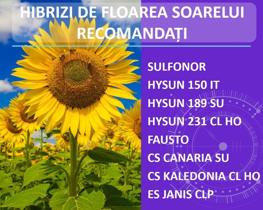 Alegeti hibrizii de floarea-soarelui din portofoliul de seminte Atlas!  %Post Title