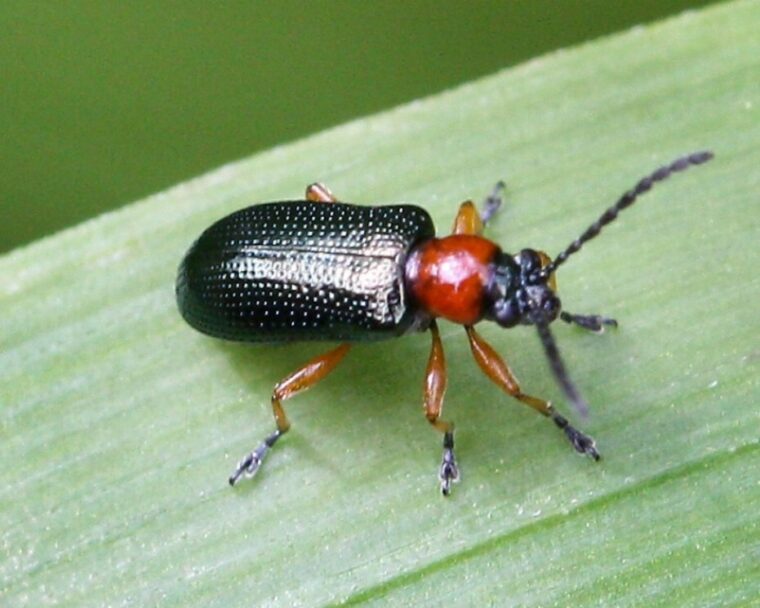 Depistati la timp aparitia gandacului balos (Oulema melanopus)!  %Post Title