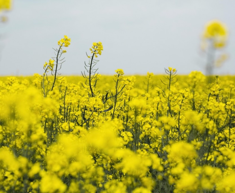 🌱 Secretul pentru culturile de rapita fara buruieni!  %Post Title