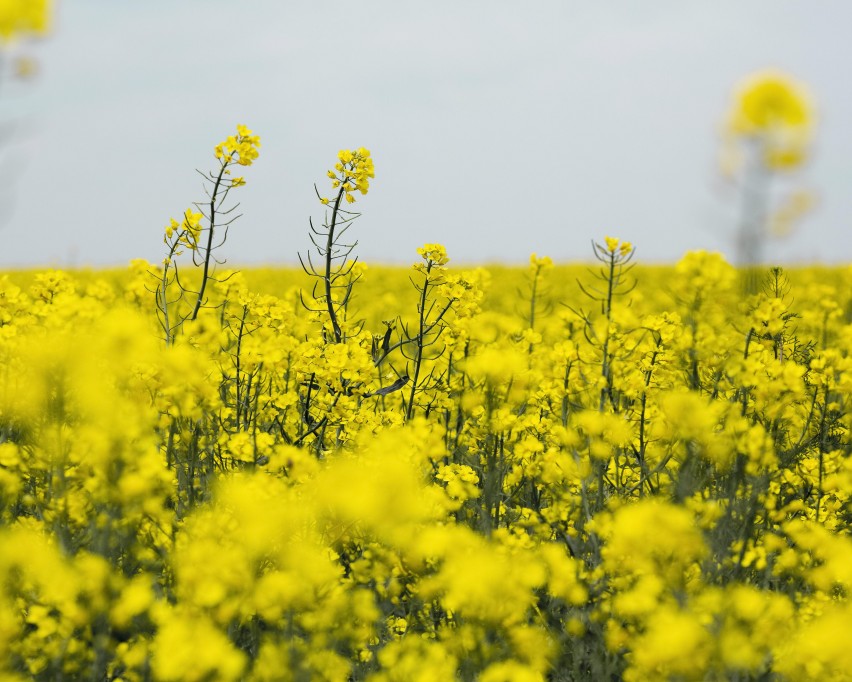 🌱 Secretul pentru culturile de rapita fara buruieni!  %Post Title