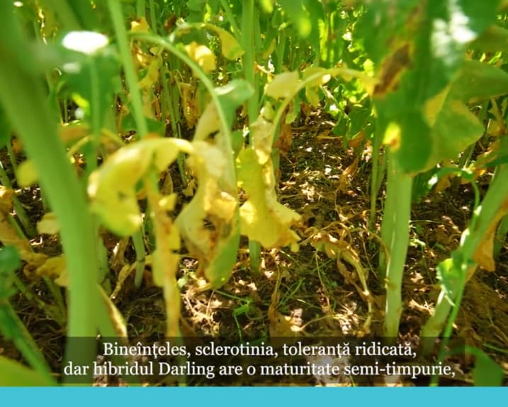 🌱 Agrii - Scurt si la obiect, despre campania de toamna 2025  %Post Title